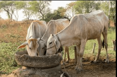 Indian Agriculture: Transformative 5 Breakthroughs Signaling a Hopeful Future