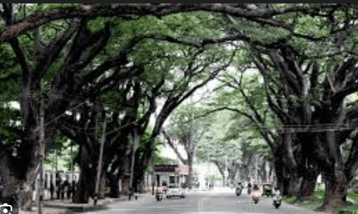 Mysuru: Remarkable 48,000 Green Guardians of Hope