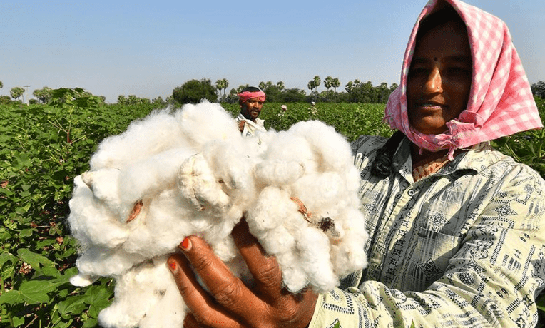 Raichur MP Flags Rising Imports: Alarm 1, A Cotton Crisis and a Cry for Protection