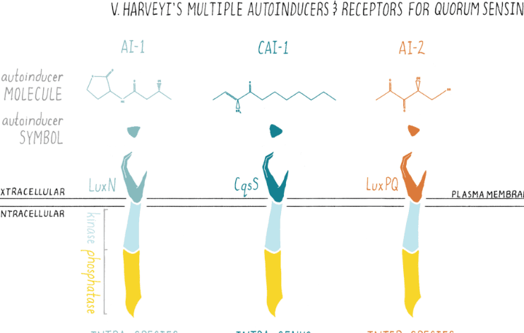 How ‘Multilingual’ Bacteria Communicate, Says Biologist: Fascinating 5 Discoveries Reveal