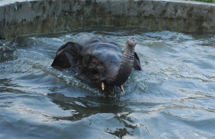 Water Tank in Coimbatore Rescue Draws Attention to Wildlife Safety in Estates in 2026