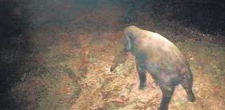 Railways to Enhance Elephant Safety Through New Underpasses in Madukkarai Forest Stretch