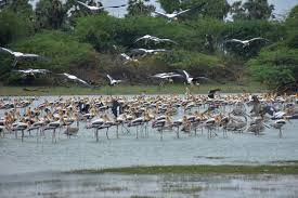 Erode Thanthai Periyar Sanctuary Records a Notable Rise in Birds of Prey Diversity