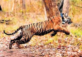 First Tiger Census in Madurai Marks a New Step in Wildlife Tracking in 2026